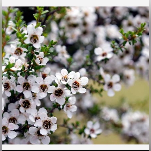 Gothic Embrace Essential Oil Blends - Picture 10 of 12